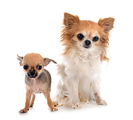 Sticker - chihuahuas in studio