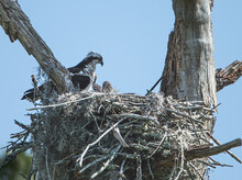 Osprey Tending To Growing Pine Cones