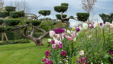 Fototapeta Tulipany - Tall bonsai trees and a garden of tulips and other ornamental flowers, surrounded by a mowed lawn, on a cloudy end of day