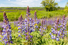 Blooming Blue Lupines On A Hill Overlooking A Wetland Natural Area In The Spring.