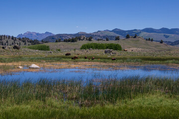 Wall Mural - Bisons at Yellowstone National Park. Wyoming landscape.