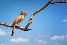Female Northern Cardinal (Cardinalis Cardinalis) Perched On A Tree Branch In Texas Spring. Blue Sky Background With Copy Space.