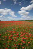 Fototapeta Maki - Wheat fields with poppies in Cambridgeshire, England