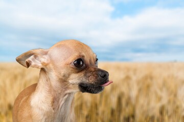 Poster - Beautiful young dog on outdoor background