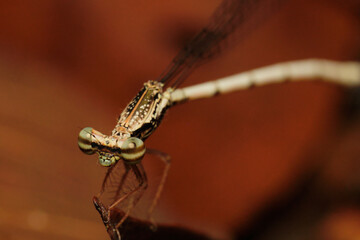 Wall Mural - copera is a genus of damselflies in the family platycnemididae