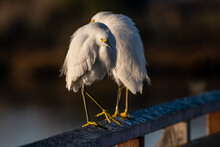 Snowy Egret Stalking In A Wetland In The Early Morning.