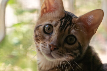 Wall Mural - Portrait of an adorable bengal kitten