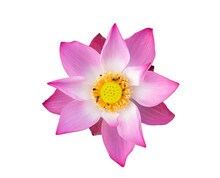 Top View Beautiful Pink Lotus Flower With Bee Isolated On A White Background.