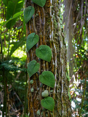 Poster - Tropical vine plants growing on trunk of tree