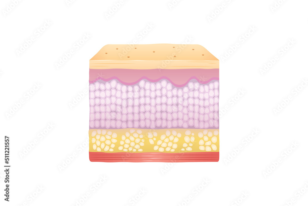 Normal Human Skin Layers Cube with Muscle, Stock Vector | Adobe Stock