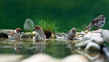 Young Tree Sparrows Near The Water Of A Bird Watering Hole. Reflection On The Water. Moravia. Europe.