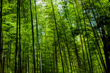 Fototapeta Dziecięca - national forest, fresh, green, bamboo forest, bamboo