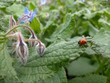 Macro of a ladybug (coccinella magnifica) on borage leaves eating aphids; biological pest control without pesticides through natural enemies; organic farming concept