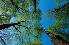 The Blue Sky Through The Green Tree Tops Of Tall Big Old Trees In A Forest. Panorama In A Forest, Magnificent From Below View To The Treetops With Fresh Green Foliage.