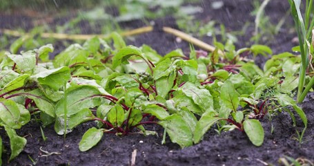 Wall Mural - Horticulture, Market Gardening and Vegetable Growing on the Farm. Agriculture. Cultivation Organic Vegetables on the Garden Beds. Drip Irrigation Soil. Sprinkler Watering in Slow motion. Beet