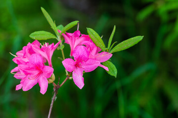 Fotomurales - Pink flowers of Rhododendron indicum, close up