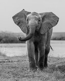 Fototapeta Sawanna - Elephants of Kenya - Photos taken in the Maasai Mara National Reserve in 2022