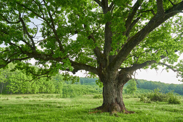 Old oak tree