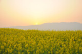 Fototapeta Natura - field of yellow rapeseed in sunset