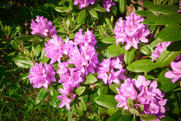 catawbiense grandiflorum, rhododéndron catawbiense, purple rhododéndron in blowing state on dark background