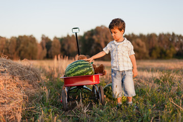 boy eating watermelon. happy child in field at sunset. Ripe watermelons on field in red wagon, harvesting.