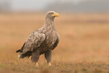 Bielik white-tailed eagle Haliaeetus albicilla