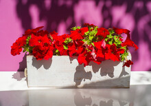 Red Petunias In A White Wooden Pot On A White And Lilac Background With Free Space For Inscriptions