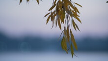 Yellow Foliage Hanging Pond Close Up. Calm View Weeping Willow Leaves.