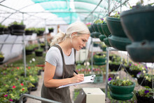 Female Plant Nursery Owner Inspecting Hanging Baskets In Greenhouse