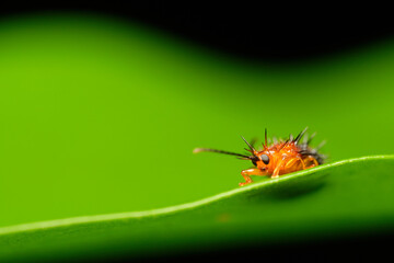 Wall Mural - genus dactylispa leaf beetle macro photo close up