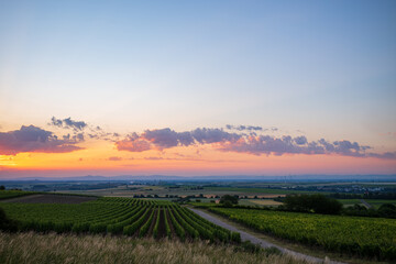 vineyard in the morning