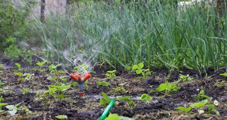 Wall Mural - Horticulture, Market Gardening and Vegetable Growing on the Farm. Agriculture. Cultivation Organic Berries on the Garden Beds. Drip Irrigation Soil. Sprinkler Watering in Slow motion. Strawberries