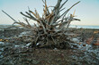 Roots of a dead tree on the stoney beach. Norfolk Beach, Coochiemudlo Island, Queensland, Australia 