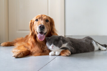 Wall Mural - Golden Retriever and British Shorthair get along