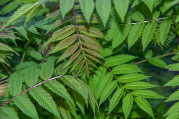 Beautiful leaves of the Sorbaria sorbifolia against background. Green leaves of the wild ash in summer.