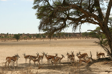 Wall Mural - Springbok in the Kgalagadi