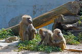Fototapeta Zwierzęta - Baboons sit on the ground in the park. Monkey virus.