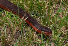 Water Snake With A Red Belly
