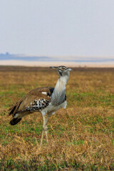 Wall Mural - Kori bustard (Ardeotis kori) walking in dry savannah in Serengeti National Park, Tanzania