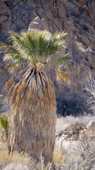 Sticker - Palm tree growing in the desert