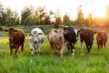 Cows In Pasture At Sunset