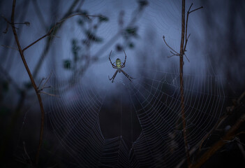 spider on the web