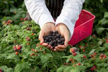 Ripe  Black Berry In Both Hands