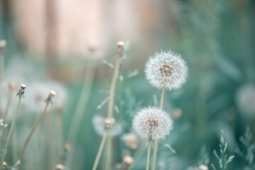 Wall Mural - fluffy dandelions on a beautiful green background. a dreamy art image. gentle summer background of n