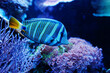 Blue tang or surgeonfish fish at aquarium.