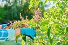 Care For Lilac Bush, Womans Hands In Gardening Gloves With Pruner Cutting Dried Flowers