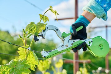 Tying the vines in the vineyard with a special stapler