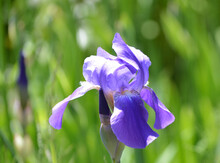 Closeup Of A Purple Iris Flower