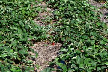 Wall Mural - Strawberry Patch