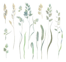 Set Of Meadow And Field Herbs In Watercolor